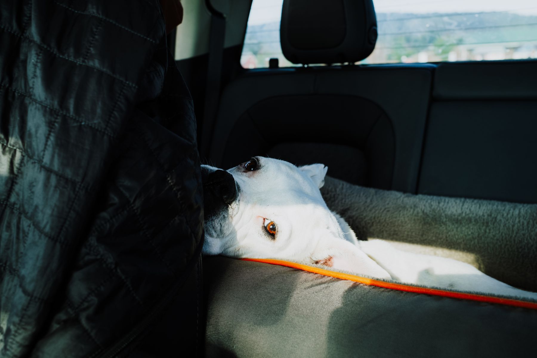 Perro descansando en el asiento trasero