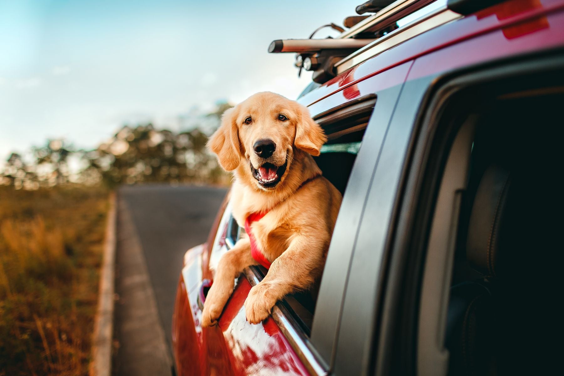 Perro feliz asomado a la ventana del carro